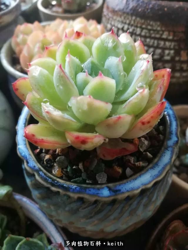 广东美肉,时间终究会给我们完美的馈赠!