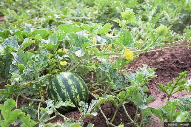 日本瓜种植技术,日本瓜种植技术与管理视频教程