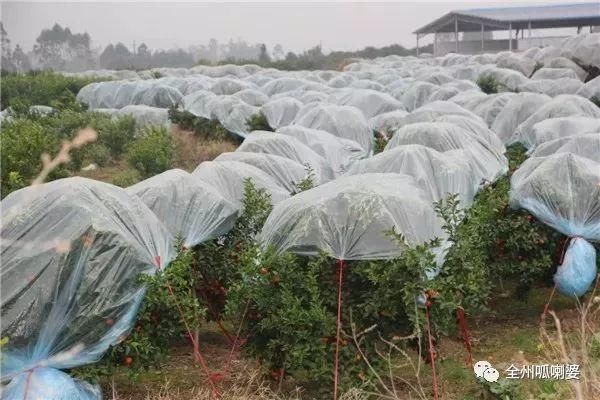 桂林人清醒点!砂糖橘致富神话破灭，但更无奈的还在后面....