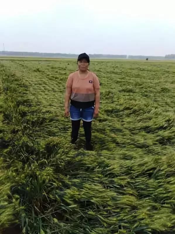 小麦主产区河南山东多地出现倒伏 周末还有暴雨天气!