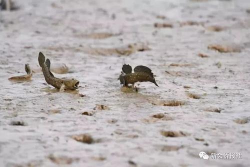 江门的这种鱼，被誉为“鱼类中的天才”！盛夏吃它正当时~丨寻味