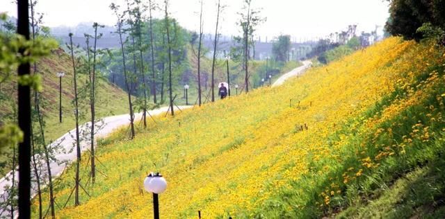 5月,山南景观长廊,一处不容错过的金鸡菊花海!