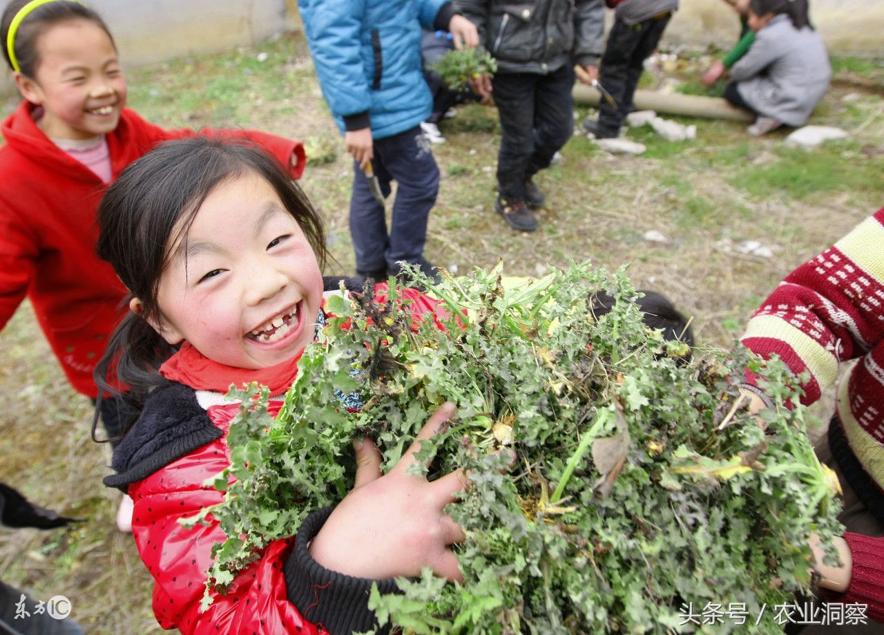 农村里大棚种野菜,每个大棚能赚10万元!想都不