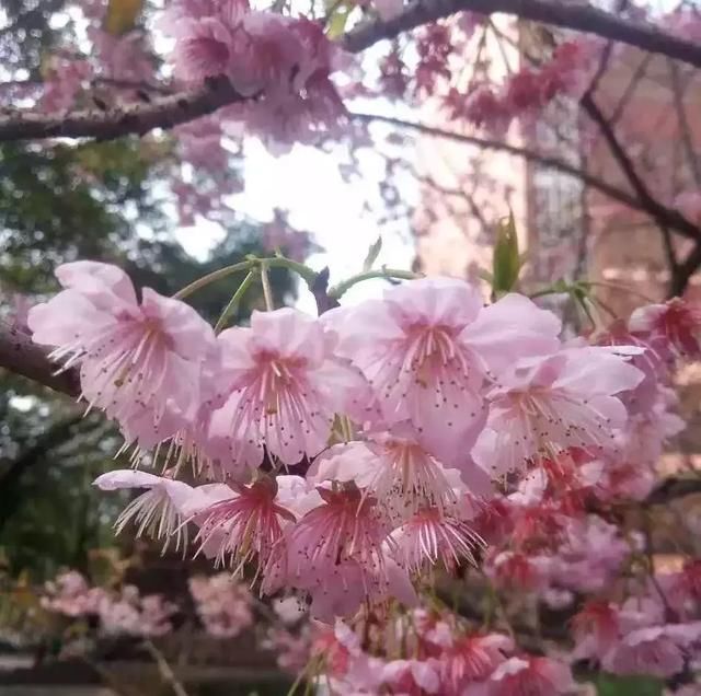 莫负三月好春光！重庆这些私藏的花海胜地，赏花晒太阳约起！