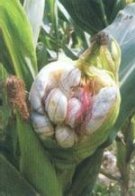 在乡下掰玉米时，田里这些“坏玉米”不要随手扔掉!