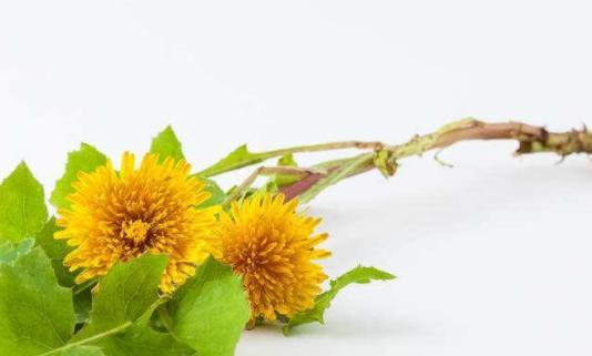 一旦确诊慢性咽炎,再穷也吃 它 ,消炎抑菌成功守