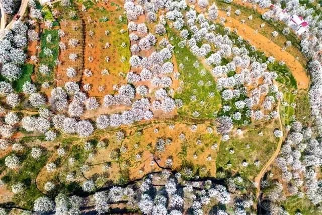 云南一场“梨花雨”，开出了地球上最美的春天！