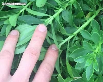 农村一种抢手的野菜，50一斤成“珍贵货”，你认识吗？