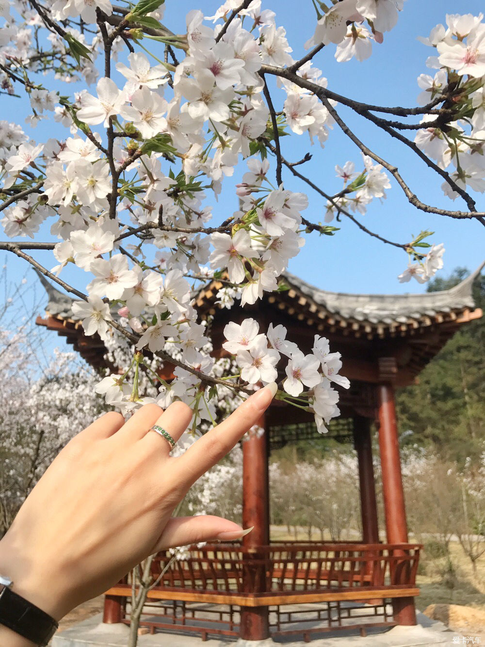 【春之彩】又是一年樱花烂漫时