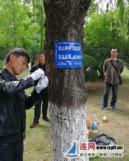 连云港两公园试点化学和物理方式抑制杨柳飘絮