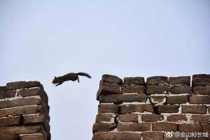 【立夏】风暖昼长，金山岭长城这些你期待的美景正在轮番上映!