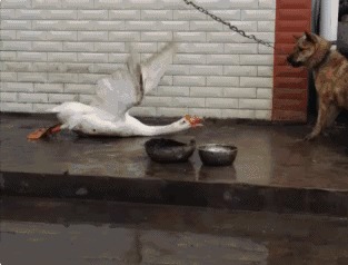 搞笑gif就是图:华为机,动态耐摔啊!都七零八落了微信上发的图片表情哪里下载图片