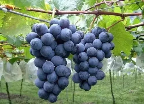 陕西6大水果之乡!看看你心中的挚爱是哪个,让