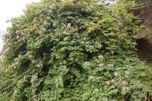 香港人口最稠密的岛屿长洲