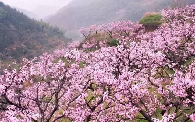 不负春光 | 河北竟私藏着这么多桃花林，就等花开了