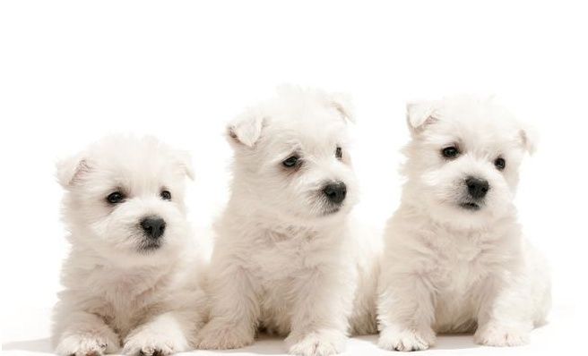 大自考和小自考毕业证书一样,两者有什么区别