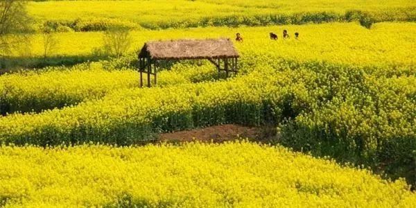 快收下这份湖北“醉美”赏花攻略，让花海承包你的整个春天