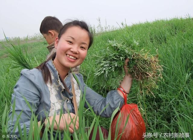 打工，不是农村人唯一选择 野菜也能发家致富