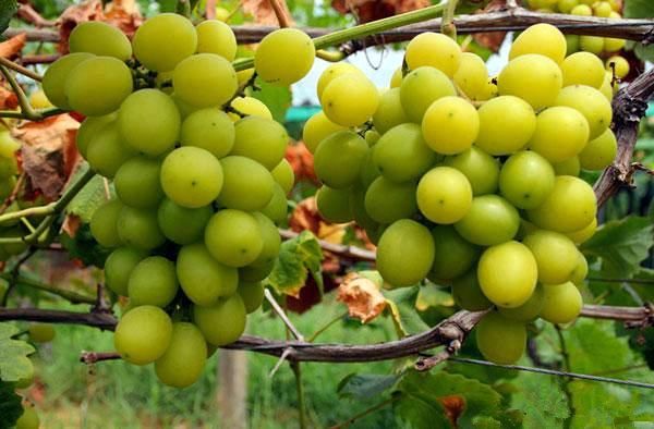 火爆品种!阳光玫瑰葡萄种植资料宝典