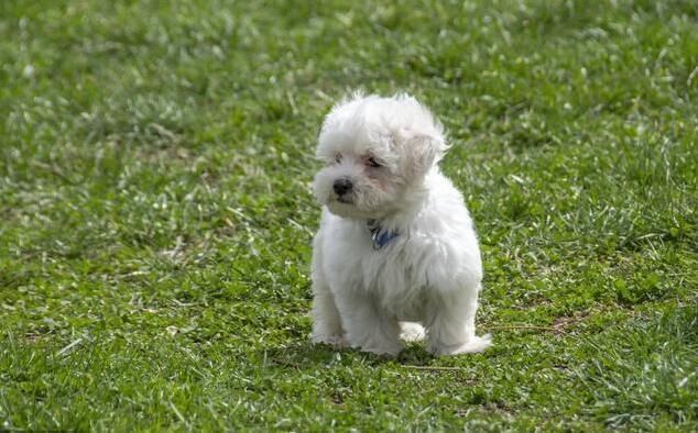生肖狗注意了:6月有一大横钱财向你“飘”来，之后你将富的流油