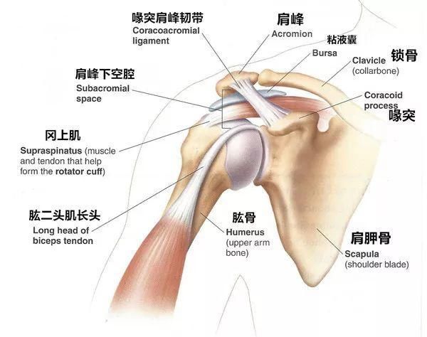 别让卧推和俯卧撑毁了你的肩膀!