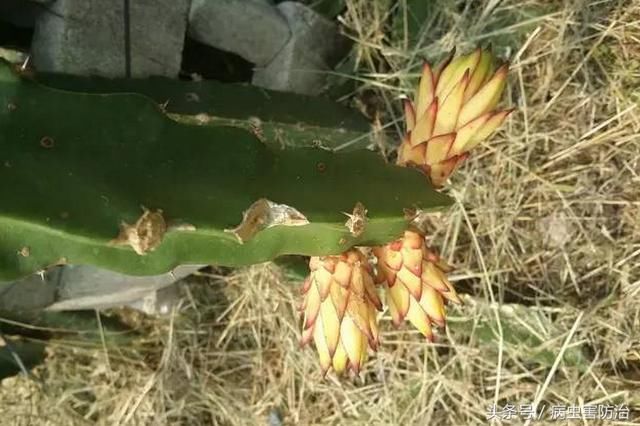 夜晚温度低,对火龙果花芽萌发有影响吗?