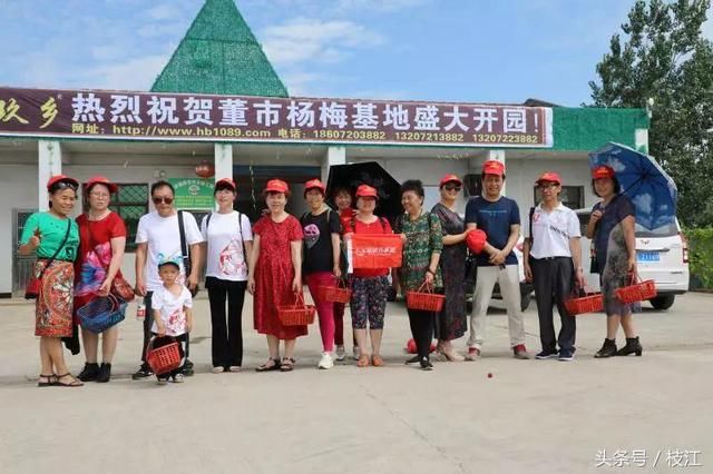 枝江杨梅王大胆尝试 种得好,还卖得巧!