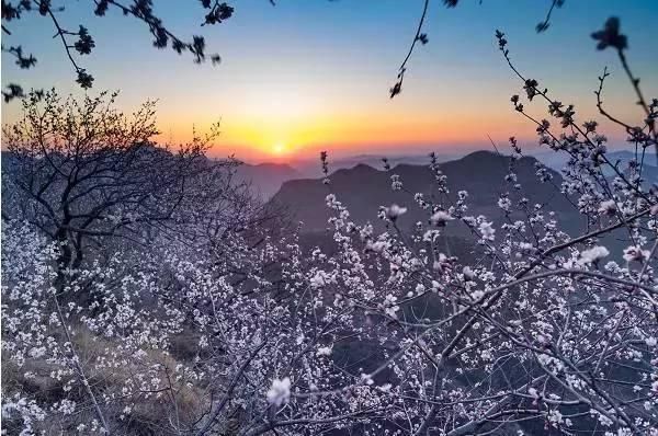 不负春光 | 河北竟私藏着这么多桃花林，就等花开了
