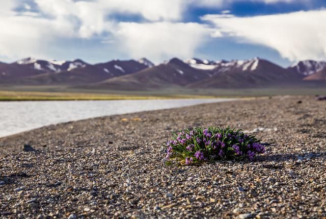 我的西藏之行-西夏邦马峰南坡 羊卓雍措 纳木错