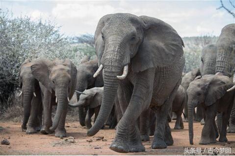 太庚为了一个女人,打破了先祖制度
