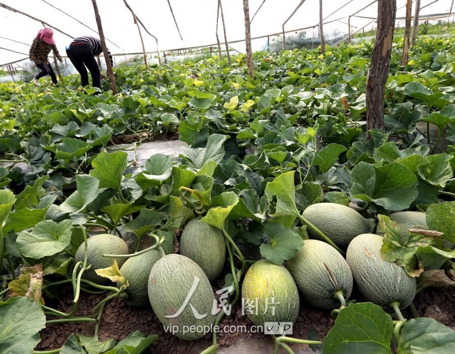 陕西大荔:大棚哈蜜瓜早上市