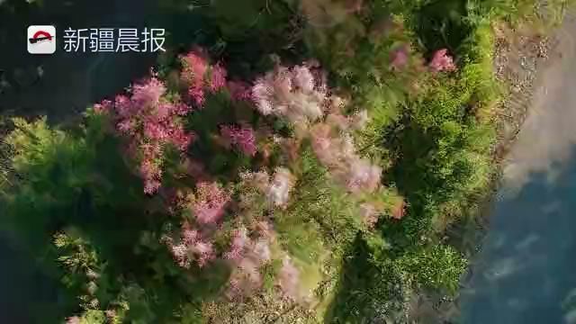 玛纳斯万亩红柳开花了 烂漫花海惹人醉