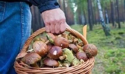匈牙利森林里的野菜不能随便采