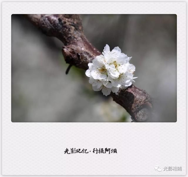 亲，你见过脆李花吗？