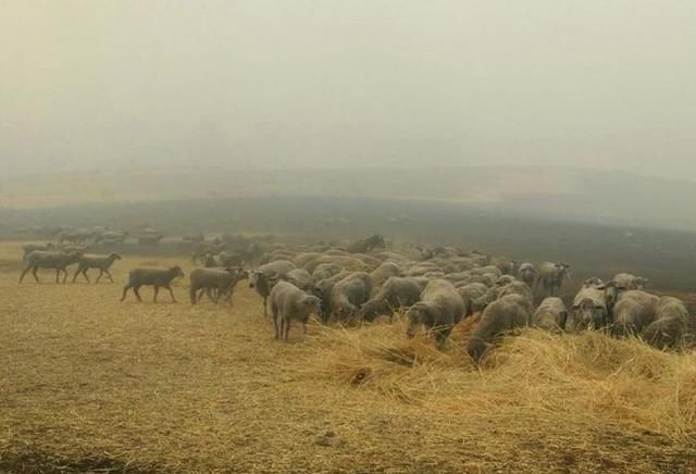 奥大利亚火动物