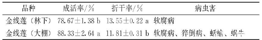 基金项目：“铁皮石斛+金线莲+黄精”的林下中药材立体套种模式