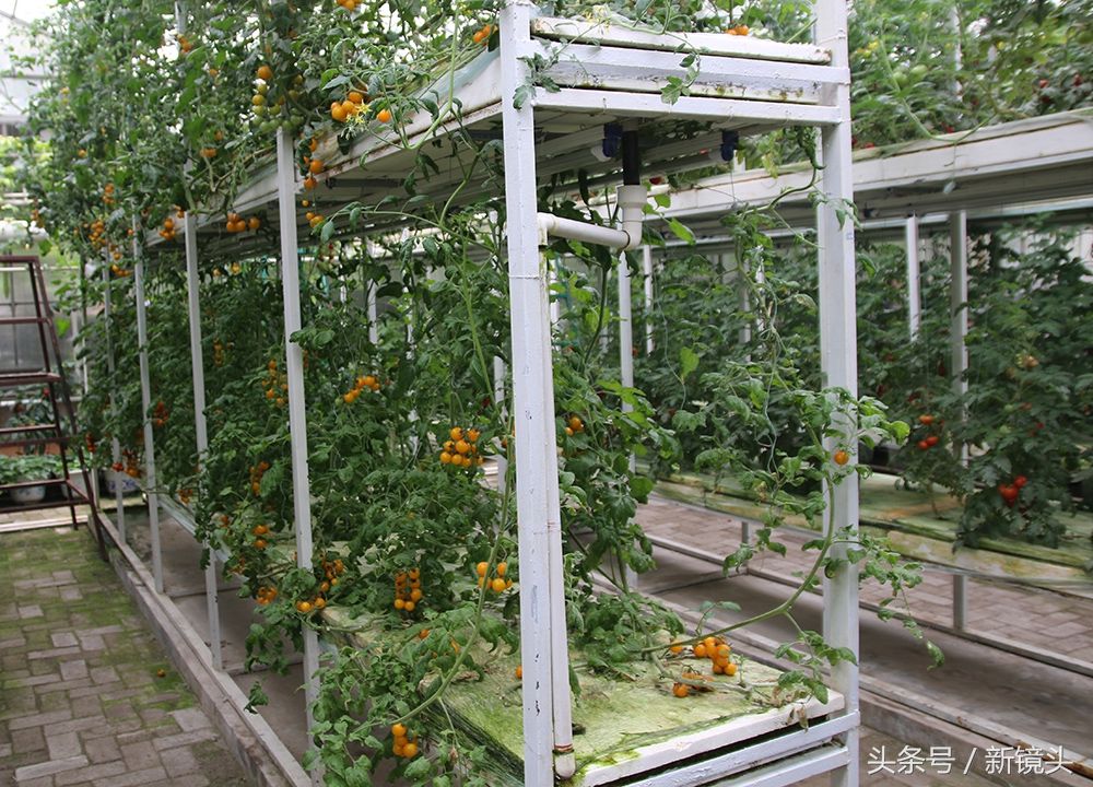 空中种牛蒡、管道里栽蔬菜，这样的菜蔬种植方法你见过吗