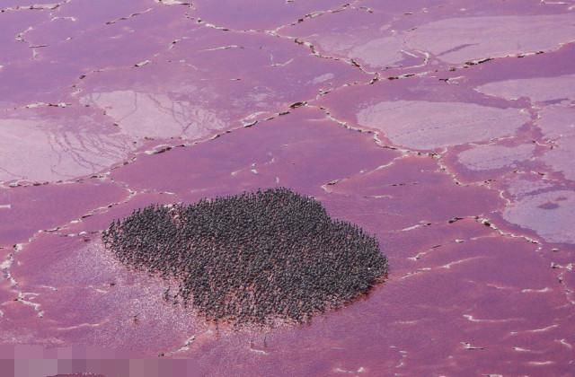 世界著名“杀人湖” 几分钟内杀死1700人 动物瞬间化为石头