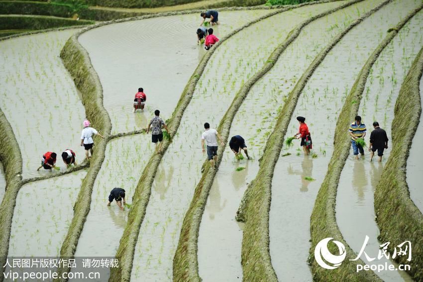 高清:广西龙胜龙脊“天耕”忙