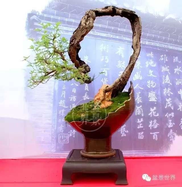 桑树也能玩盆景 而且好看 尤其是桑椹成熟的季节