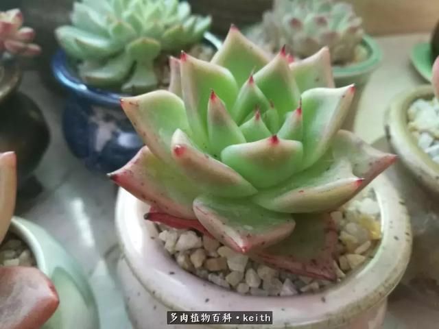 广东美肉,时间终究会给我们完美的馈赠!