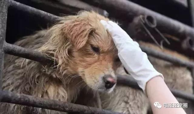 支持《反虐待小动物保护法》!如果你也支持,请