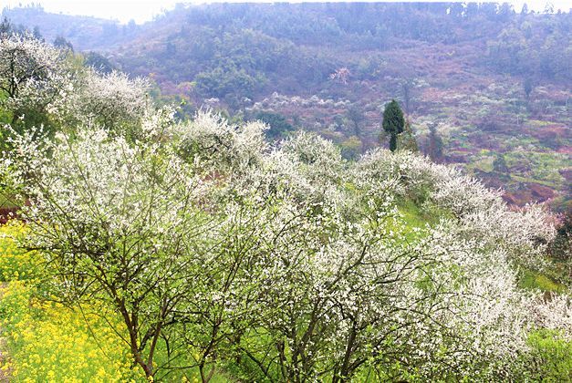 春游赏花踏青的看过来，自驾路线、交通提示在这里！
