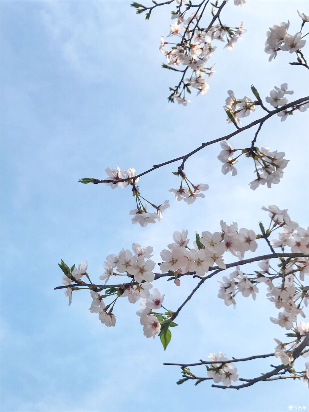 【春之彩】又是一年樱花烂漫时