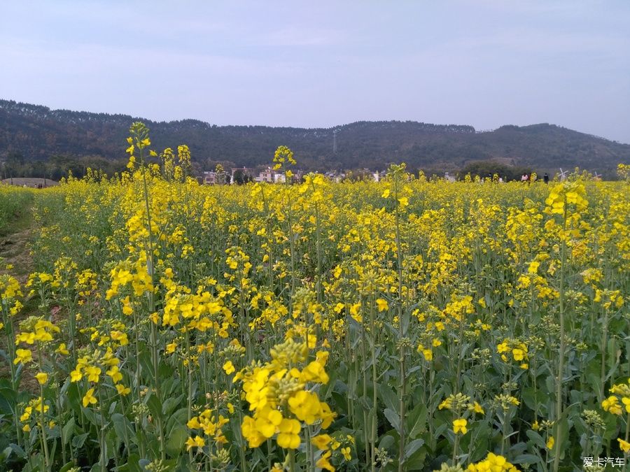 2018年春节粤北韶关赏花，火山上的油菜花 。