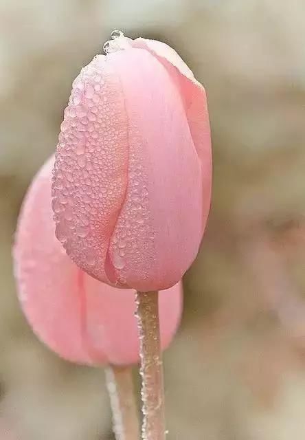 每种花都有特定的花开时间， 掌握这个时间， 为你营造最美的美景