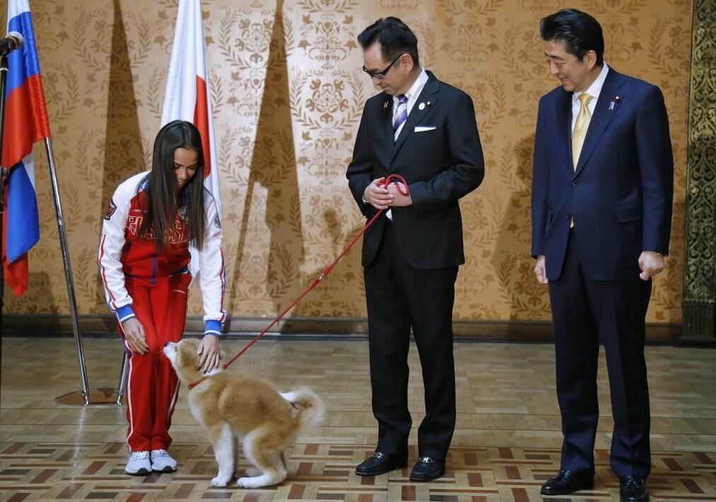 又送狗！日本向俄女子花滑冠军扎吉托娃赠送秋田犬