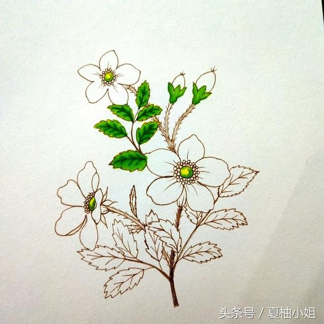 变色龙马克笔小清新花卉测评~