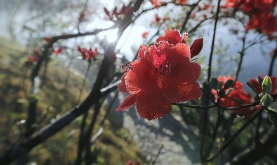 阳明山十万亩杜鹃燃爆 “五一”小长假 本周末仍是最佳花期