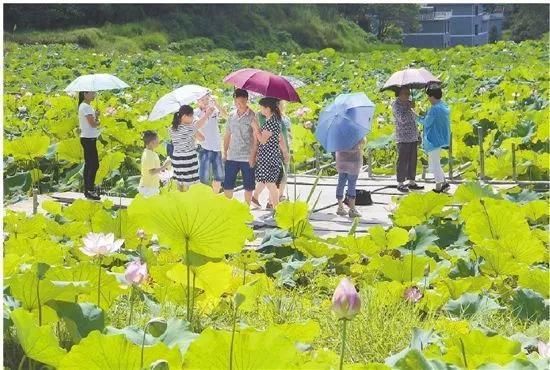 浙江丽水庆元旅游攻略|诗画莲湖,静等你来!